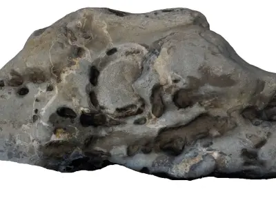 Fossile Whale Bone 3d Scan 3D model