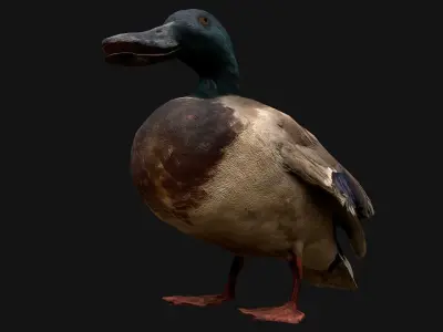 Mallard Duck Bird Low-poly 3D model