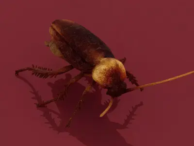 Cockroach Low-poly 3D model