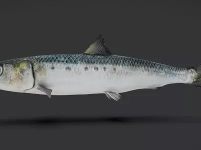 Realistic Sardine Animated 3D model