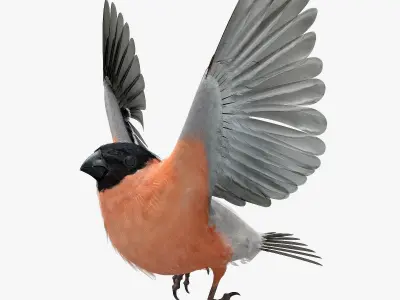 Eurasian Bullfinch - rigged - animated 3D model