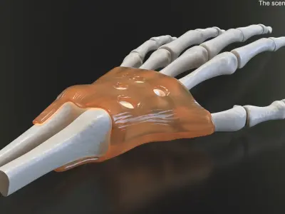 Anatomical Hand Skeleton Model with Flexor Retinaculum 3D model