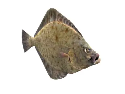 European Plaice Fish Pleuronectes Platessa 3D model