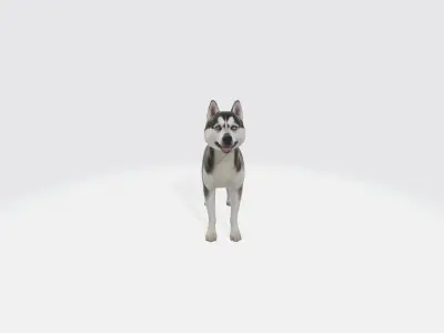 Siberian Husky Dog Model Animated and Rigged 3D model