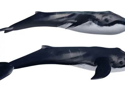 While whale Low-poly 3D model