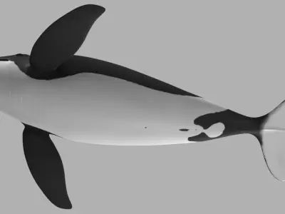 Whale Killer 3D model