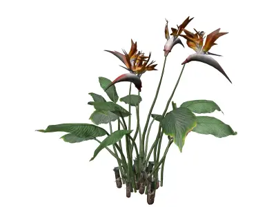 Bird of Paradise Flower - 05 - 3D model