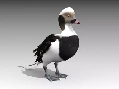Long-tailed Duck Low-poly 3D model