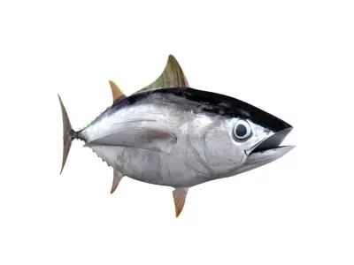 Albacore Tuna Fish Thunnus Alalunga 3D model