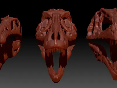 Dinosaur Spinosrs  Tyrannosaurus Giganotosaurus Skull Skeletons  3D model