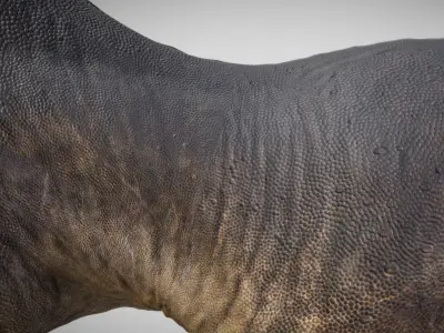 Tyrannosaurus rex Black Beauty Low-poly 3D model