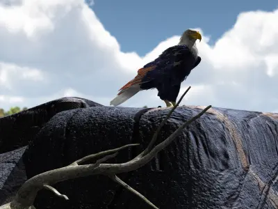 Bald Eagle 2 Stars And Stripes 3D model