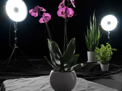  Orchid Plant Model, Purple 