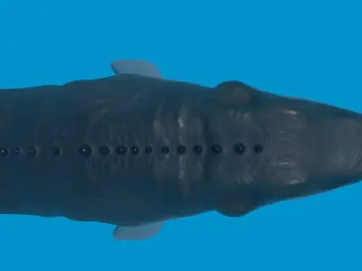 Mosasaurio dinosaur swimming in ocean Low-poly 3D model