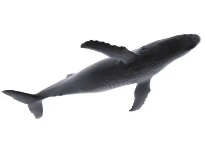 Humback Whale Low-poly 3D model