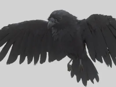 Animated Low Poly Raven Model With PBR Materials Low-poly 3D model