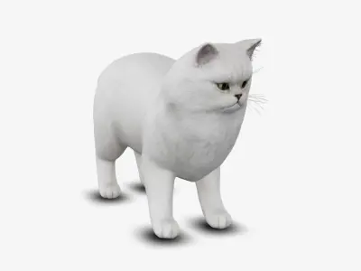 cat Persian 3D model