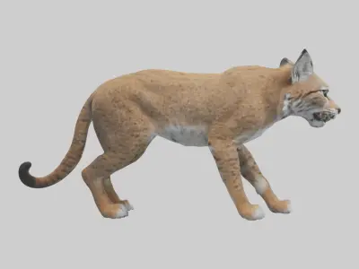 Bobcat stalking model 3D model