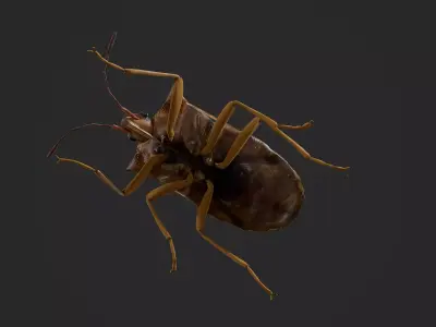 Stink Bug Coreus Marginatus  Low-poly 3D model