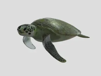 Sea Turtle Low-poly 3D model