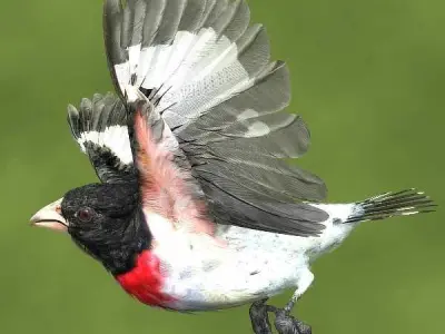 Rose-breasted grosbeak - rigged - animated 3D model