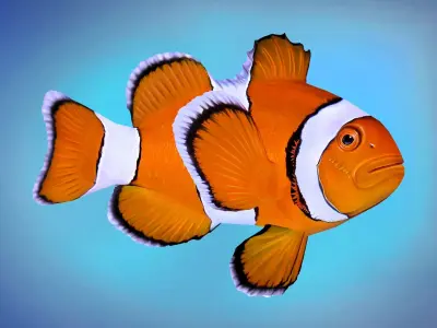 Fish Amphiprion percula Low-poly 3D model