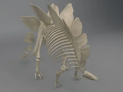 Stegosaurus Skeleton 3D model
