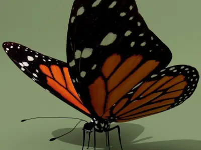 Monarch Butterfly 3D model