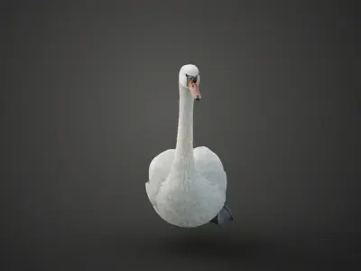 Mute Swan Animated VFX Grace 3D model