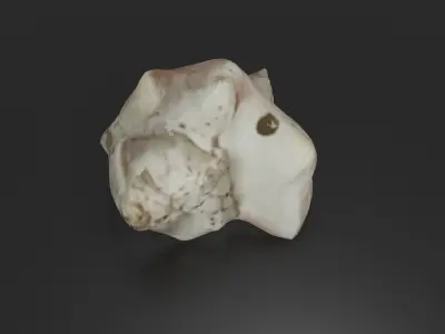 Photoscanned low poly sea shell Free low-poly 3D model