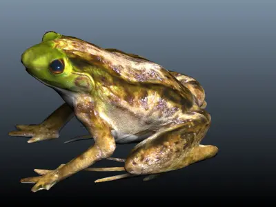 green frog 3D model