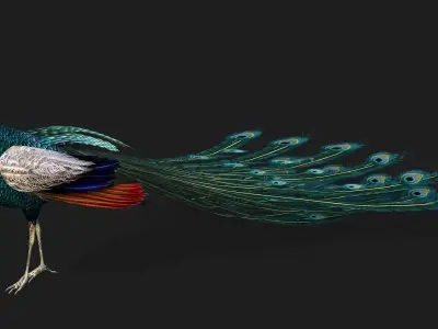 Peacock V1E 3D model