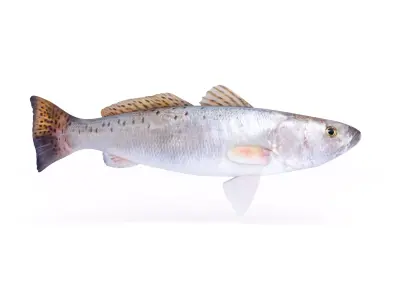Spotted Seatrout Fish 3D model