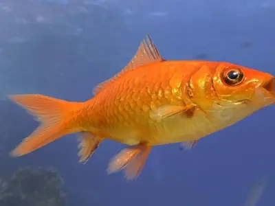 Low poly animated goldfish Low-poly 3D model