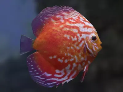 Red Disco fish 3D model