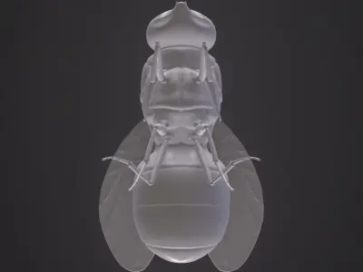 Califoride insect  3D model