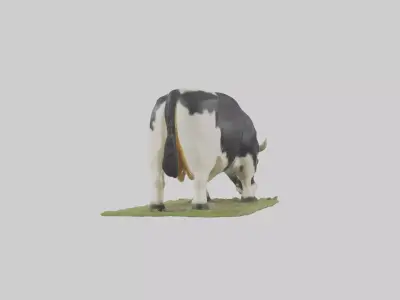 Galloway Cow grazing model 3D model
