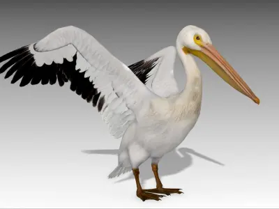 Pelican with beak Low-poly 3D model