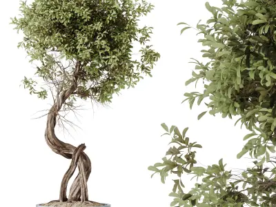 AV Indoor plants set 211 Ficus Bonsai Bird Paradise Areca Palm 3D model