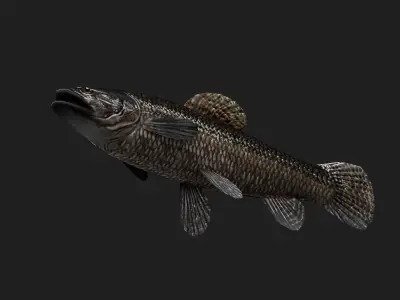 Carpfish Low-poly 3D model
