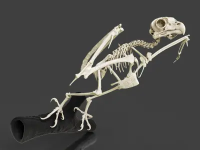 Realistic Owl Skeleton 3D model