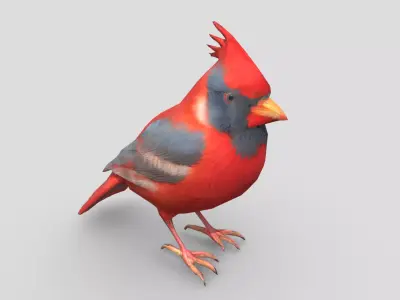 Standing Bird Cardinal Low-poly 3D model