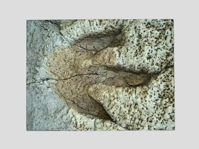 Tyrannosaurus Rex Footprint - fossil-dinosaur-3D Printing 3D model