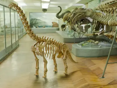 Realistic Ancient Reptilians Fossil - Brachiosaurus Low-poly 3D model