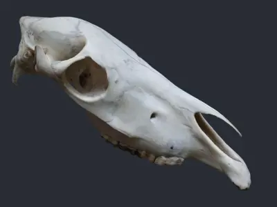 Horse Upper Skull Scan 3D model