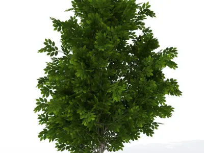 2020 XfrogPlants Shrubs Library  3D model