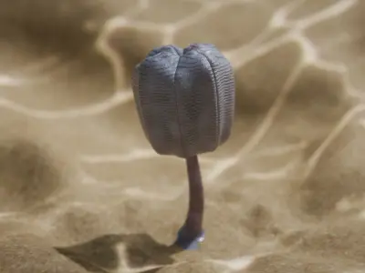 Siphusauctum Low-poly 3D model