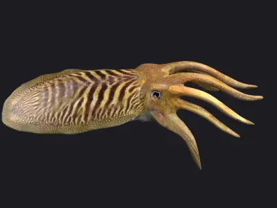 ocean the king squid  the giant squid the VR animal 3D model