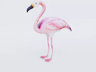 Flamingo Free 3D model