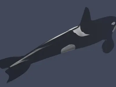 Killer Whale 3D model